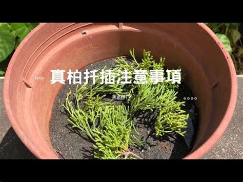 宮廟煞 龍鳳柏如何養殖